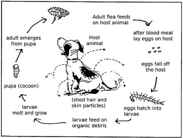 Flea Lifecycle