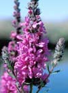 purple loosestrife