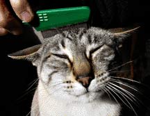 Comb your cat for flea control!
